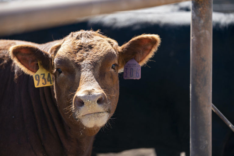 FL Single Steer